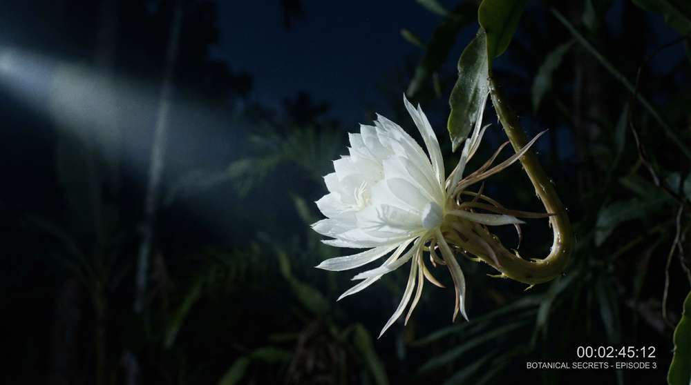 小马拉大车植物视频-夜间开花延时摄影